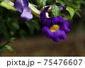 コダチャハズカズラ 75476607