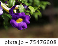 コダチャハズカズラ 75476608