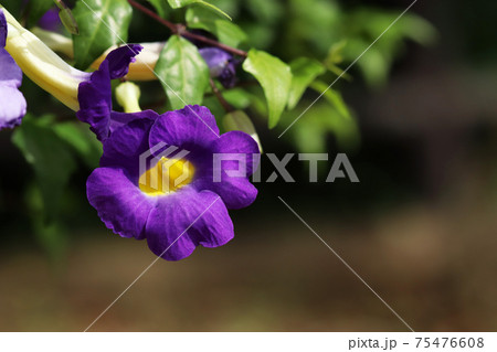 コダチャハズカズラ コダチャハズカズラ 75476608