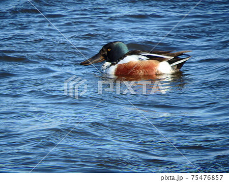 大沼の水面を泳いでいるハシビロガモ 75476857