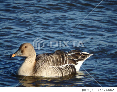 日の光を浴びながら泳いでいるヒシクイ 日の光を浴びながら泳いでいるヒシクイ 75476862