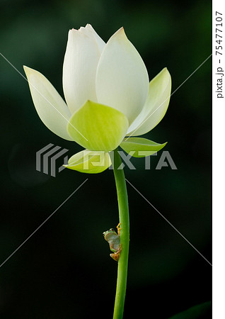 白い蓮の花で一休みのアオガエル 75477107