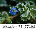 オオイヌフグリの青い花に遅霜が 75477108