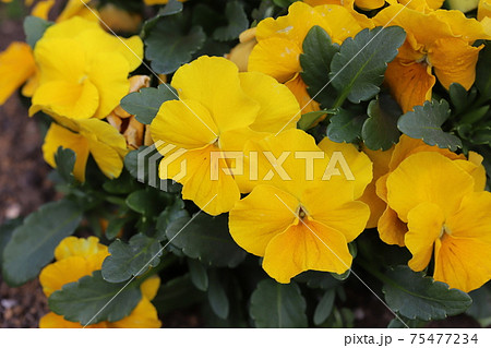 冬の花壇に咲く黄色のパンジーの花の写真素材