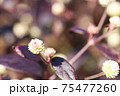アカバセンニチコウ 75477260
