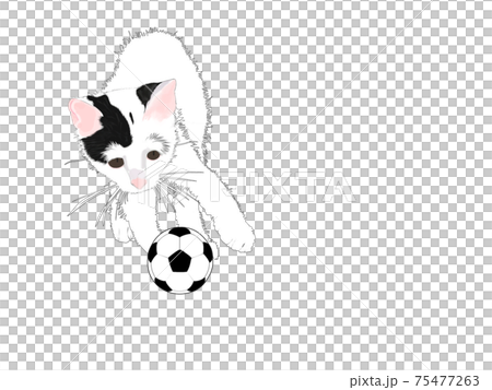 Cat and soccer ball 75477263