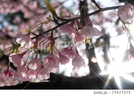 大阪住之江公園の桜 75477375