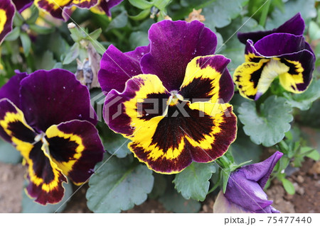 早春の花壇に咲く黄色と紫色の複色のパンジーの花 早春の花壇に咲く黄色と紫色の複色のパンジーの花 75477440