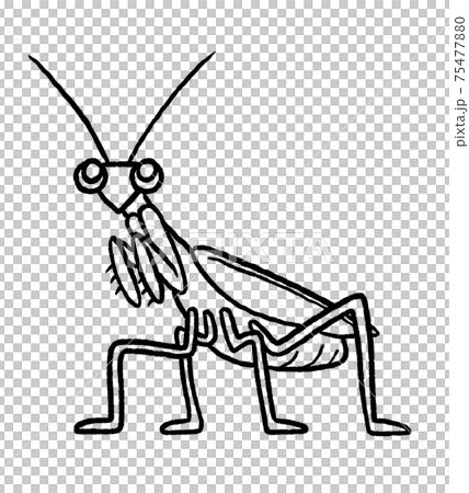 螳螂線條藝術插圖 螳螂線條藝術插圖 75477880