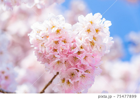日本の春 神奈川県南足柄 一の堰ハラネ春めき桜 75477899