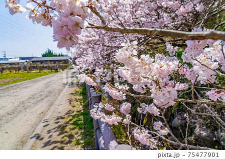 日本の春 神奈川県南足柄 一の堰ハラネ春めき桜 75477901