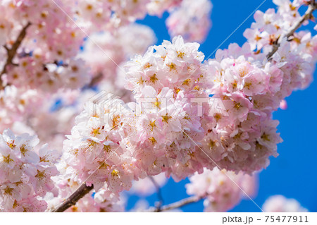 日本の春 神奈川県南足柄 一の堰ハラネ春めき桜 75477911
