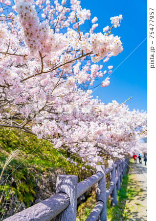 日本の春 神奈川県南足柄 一の堰ハラネ春めき桜 75477957