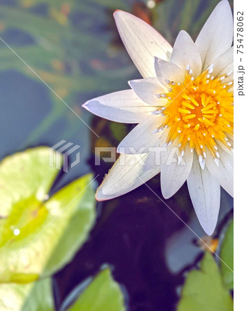 咲いた 咲く 開花する 75478062