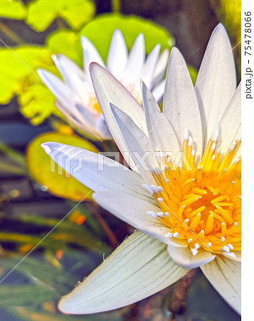 咲いた 咲く 開花する 75478066