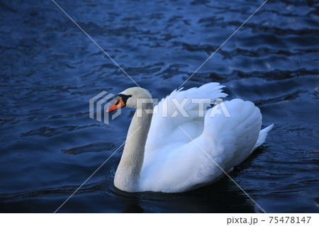 white swan on the lake white swan on the lake 75478147