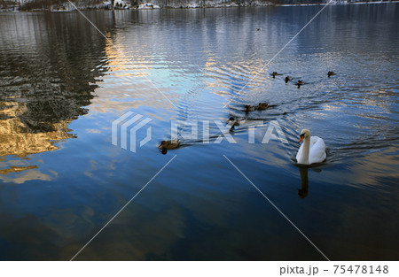 white swan on the lake white swan on the lake 75478148