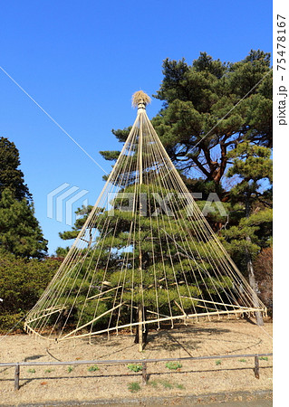 千葉県松戸市北部式雪吊り 千葉県松戸市北部式雪吊り 75478167