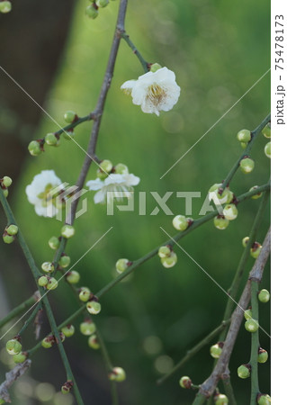 白梅と花とつぼみ 75478173