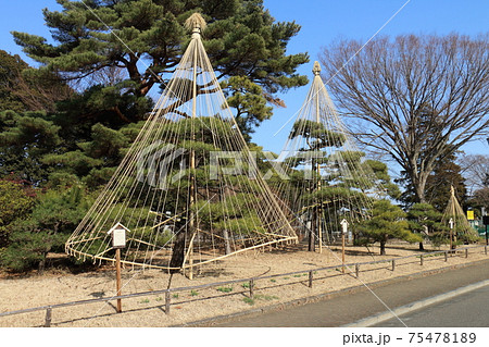 千葉県松戸市北部式と南部式雪吊り 75478189