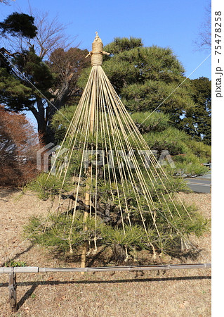 千葉県松戸市兼六園式雪吊り 75478258