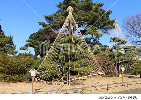 千葉県松戸市、南部式と北部式雪吊り 75478486