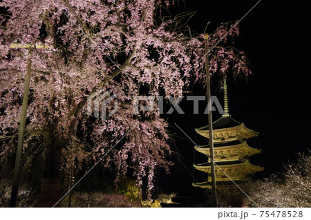 夜の東寺のライトアップと枝垂れ桜の写真素材