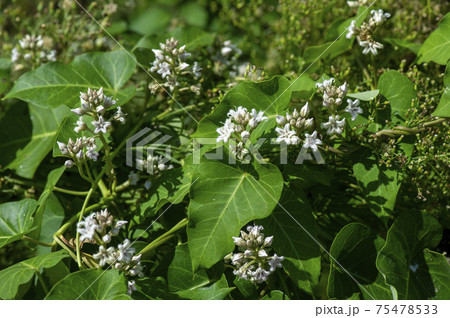 ガガイモ ガガイモ 75478533