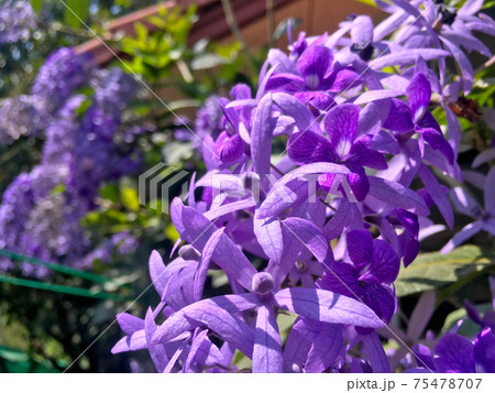 Sandpaper vine, Queens Wreath, Purple Wreath flower blooming in my garden photo. 75478707