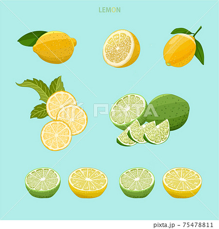 檸檬 レモン シトロンのイラスト素材