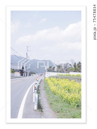 フィルム写真 菜の花 フィルム写真 菜の花 75478834
