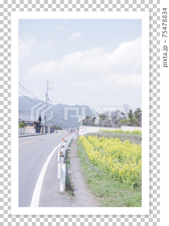 フィルム写真 菜の花 フィルム写真 菜の花 75478834