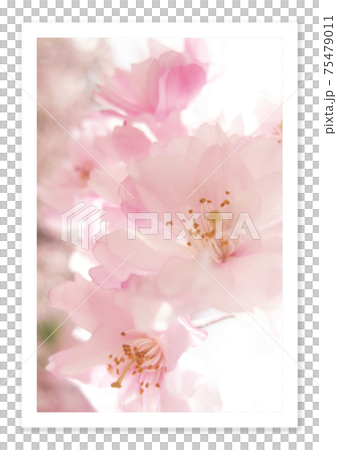 フィルム写真　桜 75479011