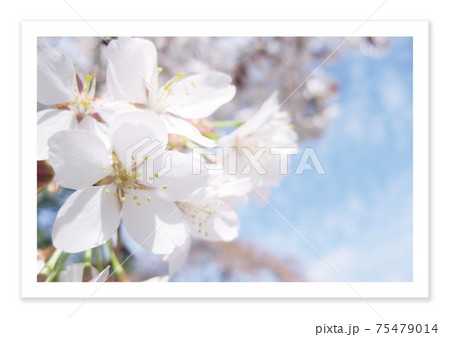 フィルム写真　桜 75479014