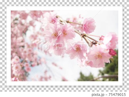 Film photo Sakura Film photo Sakura 75479015