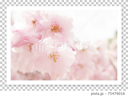 フィルム写真　桜 75479016