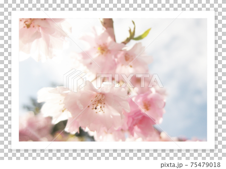 フィルム写真　桜 75479018