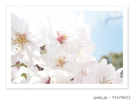 フィルム写真 桜 フィルム写真 桜 75479022
