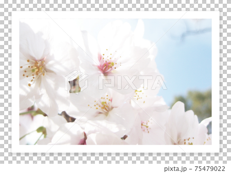 フィルム写真 桜 フィルム写真 桜 75479022