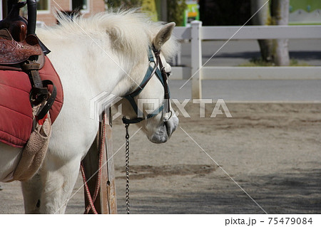 白馬のy横顔 75479084