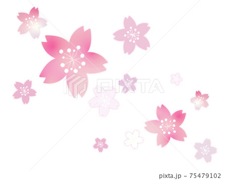 桜の花の背景素材 75479102
