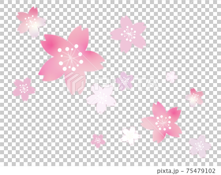 桜の花の背景素材 75479102