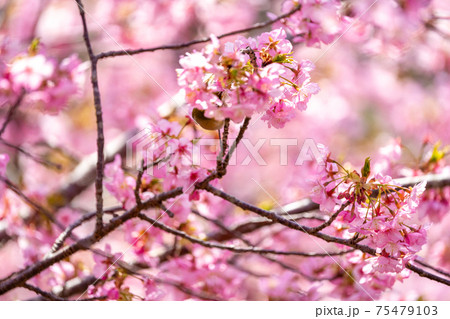 三重 南伊勢 河津桜 三重 南伊勢 河津桜 75479103