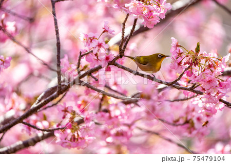 三重 南伊勢 河津桜 三重 南伊勢 河津桜 75479104