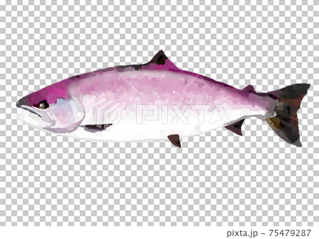 桜色のサクラマス 75479287