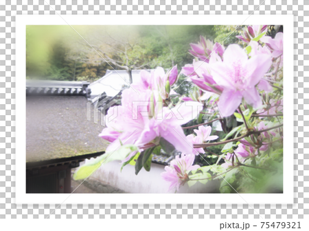 フィルム写真 ツツジ フィルム写真 ツツジ 75479321