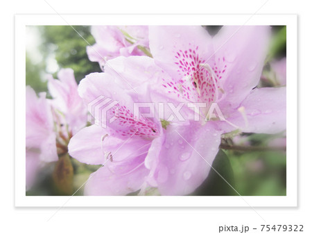 フィルム写真 ツツジ フィルム写真 ツツジ 75479322