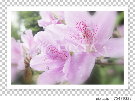 フィルム写真 ツツジ フィルム写真 ツツジ 75479322