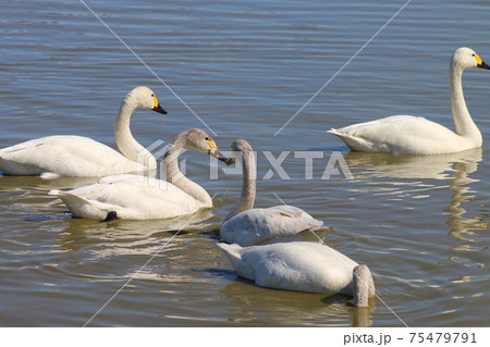 千葉県印西市本埜の白鳥の郷 ハクチョウのハート 千葉県印西市本埜の白鳥の郷 ハクチョウのハート 75479791
