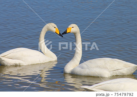 千葉県印西市本埜の白鳥の郷　ハクチョウのハート 75479792